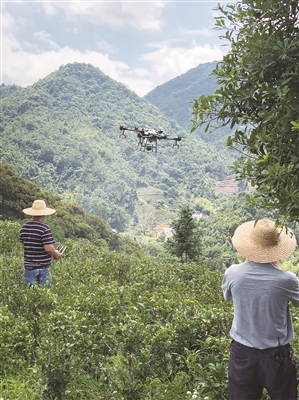 　　潮州市社助农服务平台的农机手正在使用无人机喷药