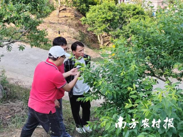 信宜社村公司农服人员在果园指导生产 信宜社村公司农服人员在果园指导生产
